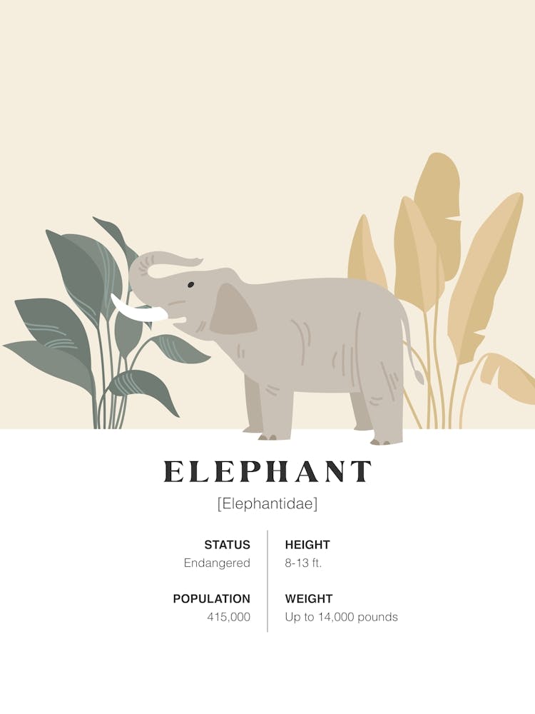 Elephant - Jungle Fact