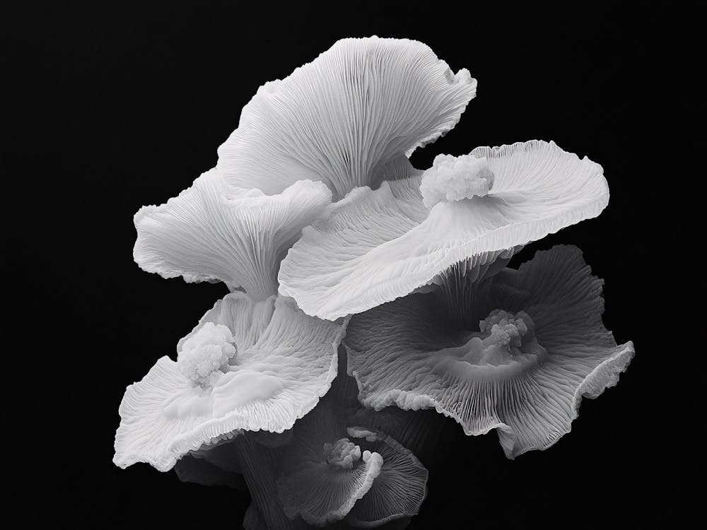 Fungus 1