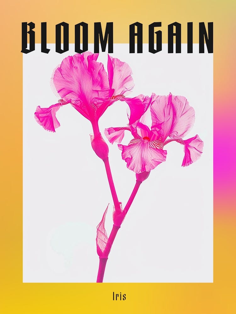 Hot Pink Iris 1 Poster