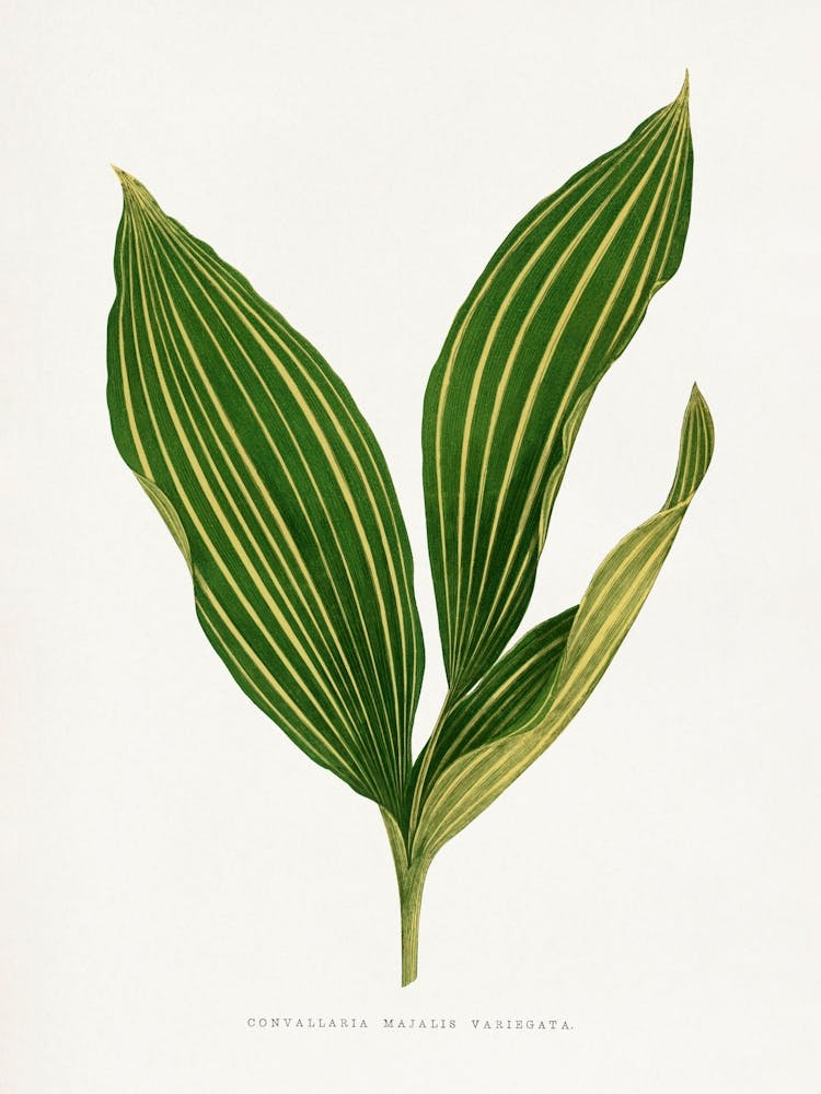 Vintage Botanical _2643239