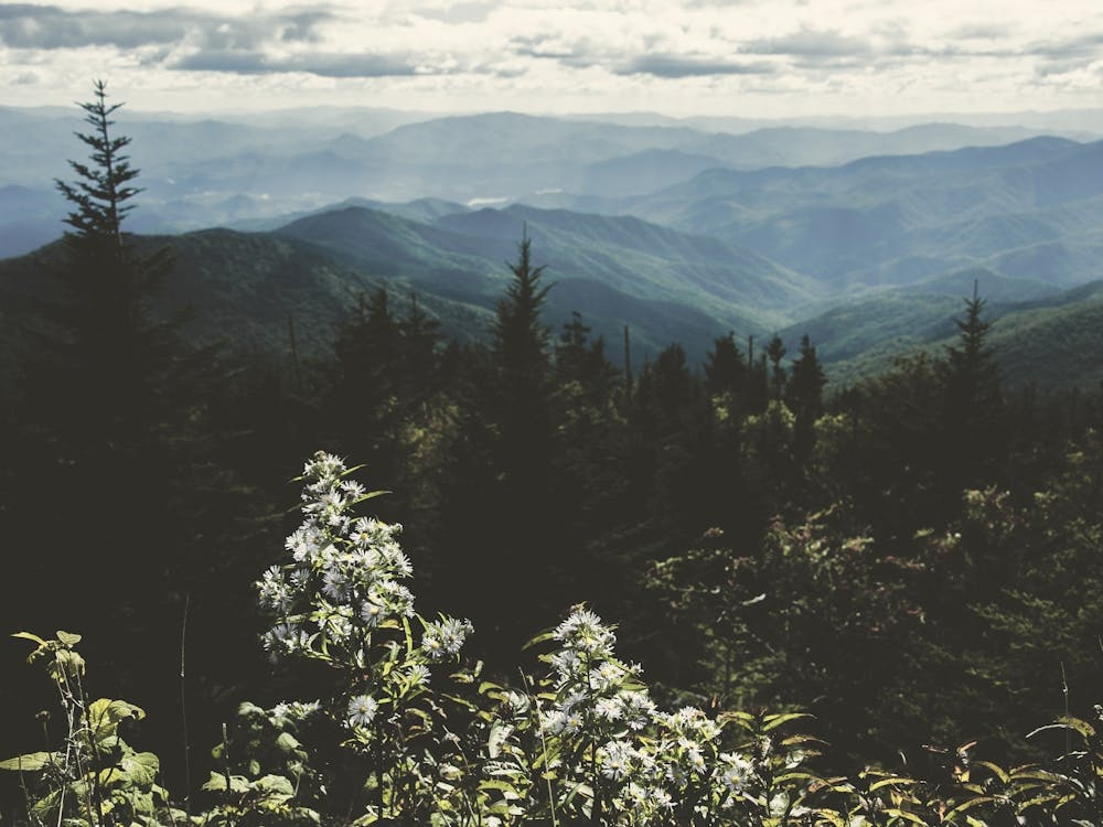Great Smoky Mountain Wildflower Hike