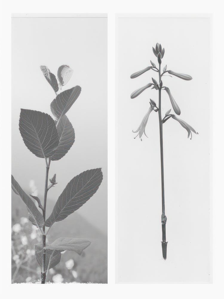 Honeysuckle Flower Photo Collage 3