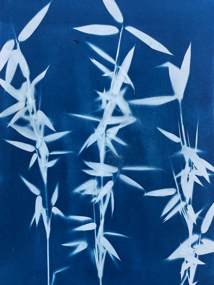 Cyanotype Bleu Impression Bambou 1