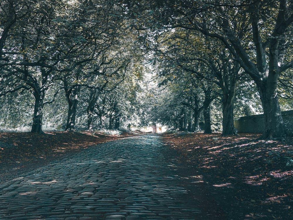 Cobbled Road Lined With Trees