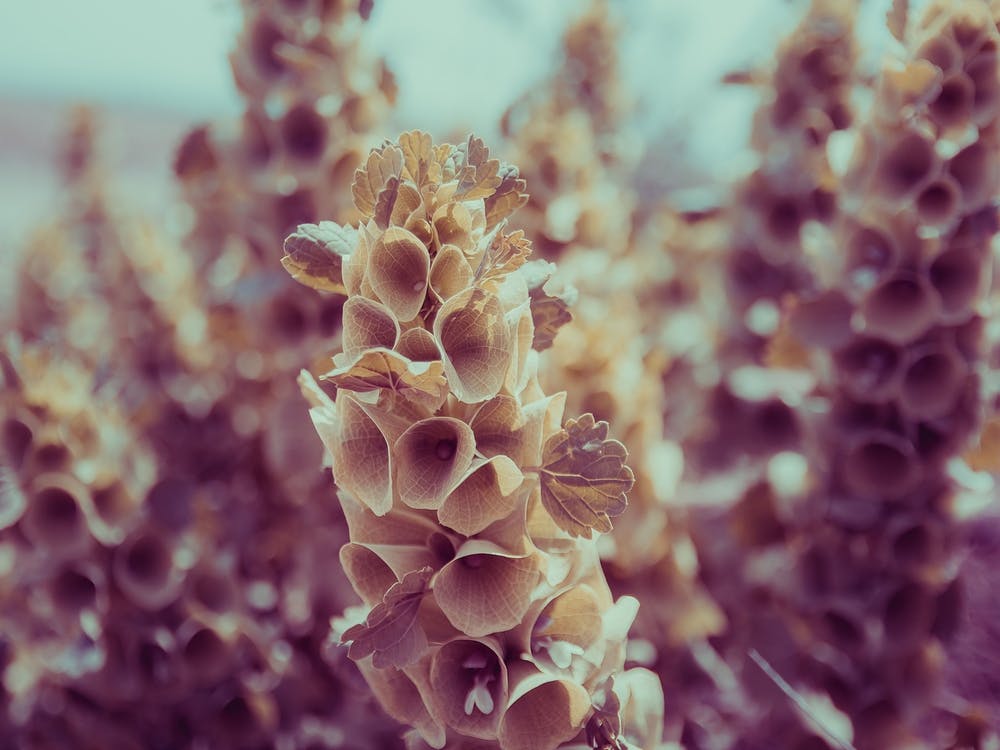 Close Up Of A Strange Purple Plant
