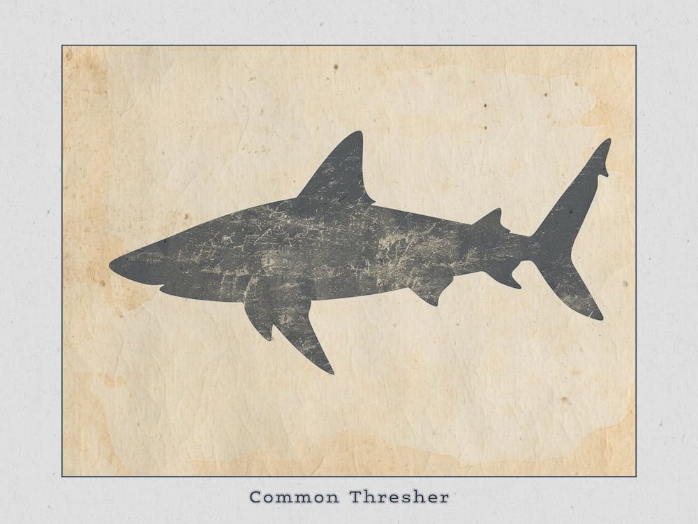 Common Thresher Shark Silhouette 1 Poster