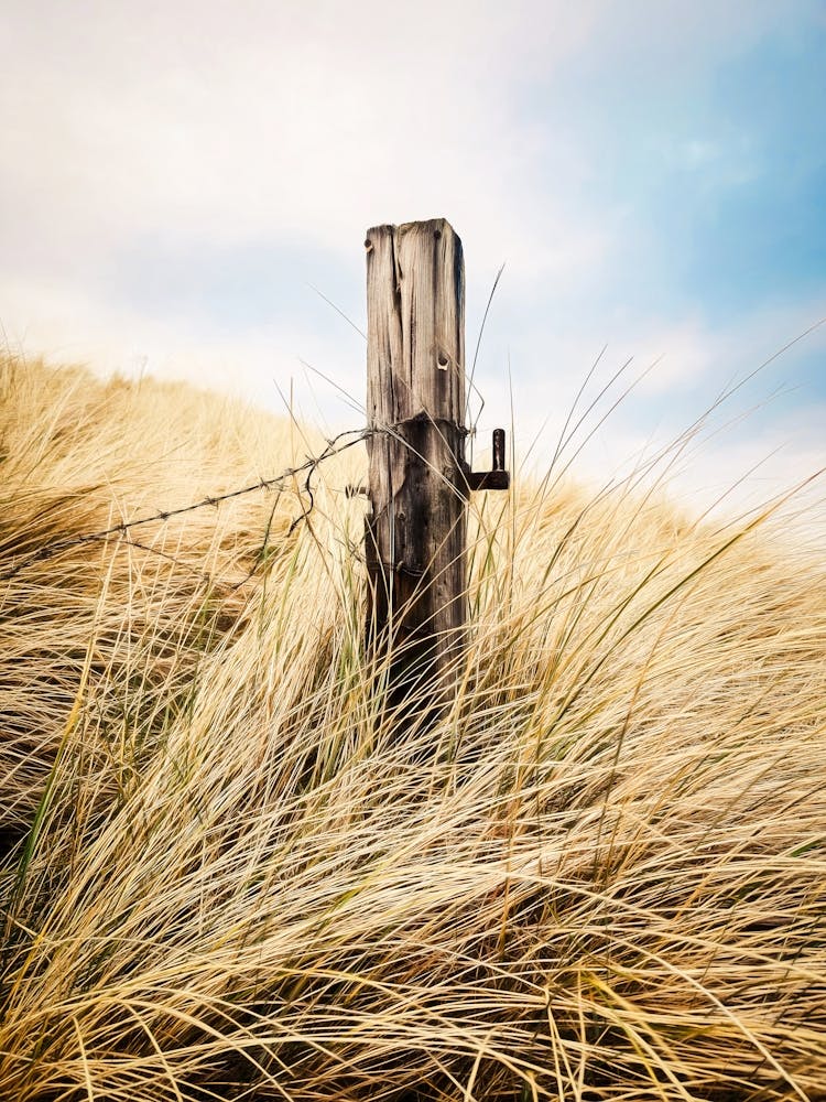 Fence Post In The Beach Grass