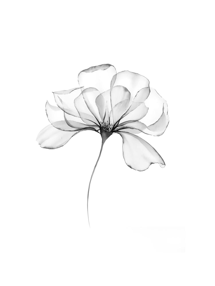 Lily Of The Valley 1