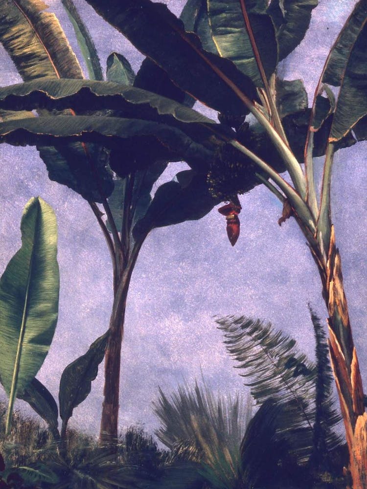 Banana Trees, Albert Bierstadt