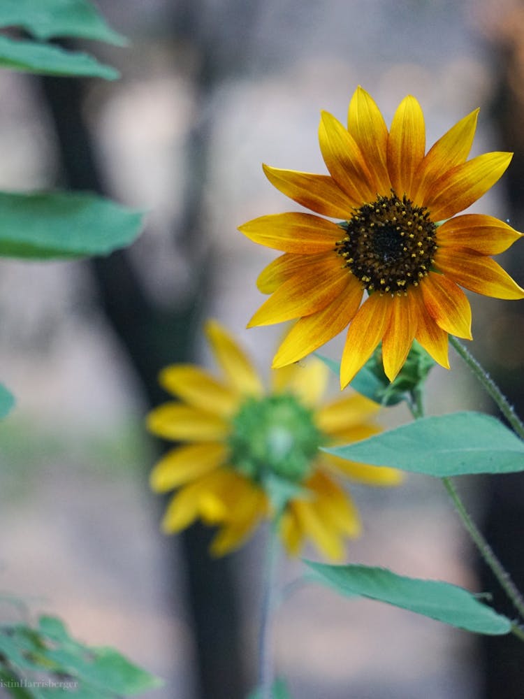 Sunflower 5