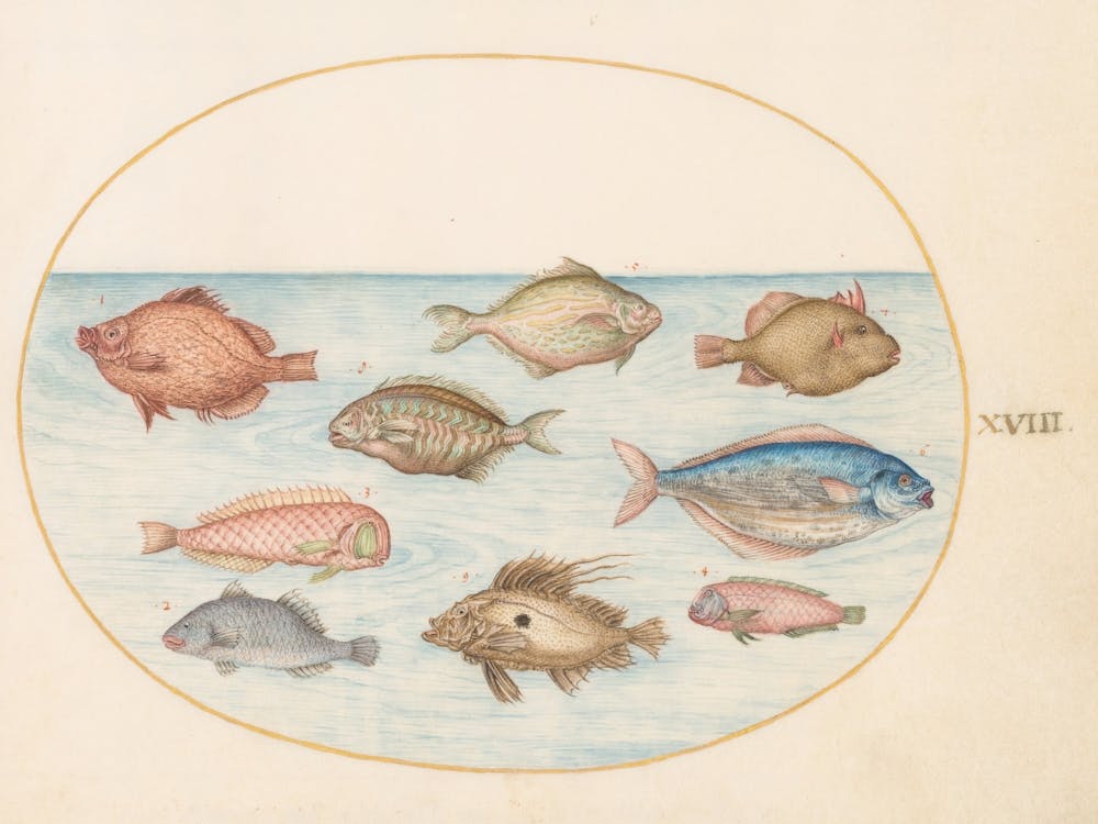 Animalia Aqvatilia et Cochiliata (c. 1575-1580), Joris Hoefnagel (2) 1