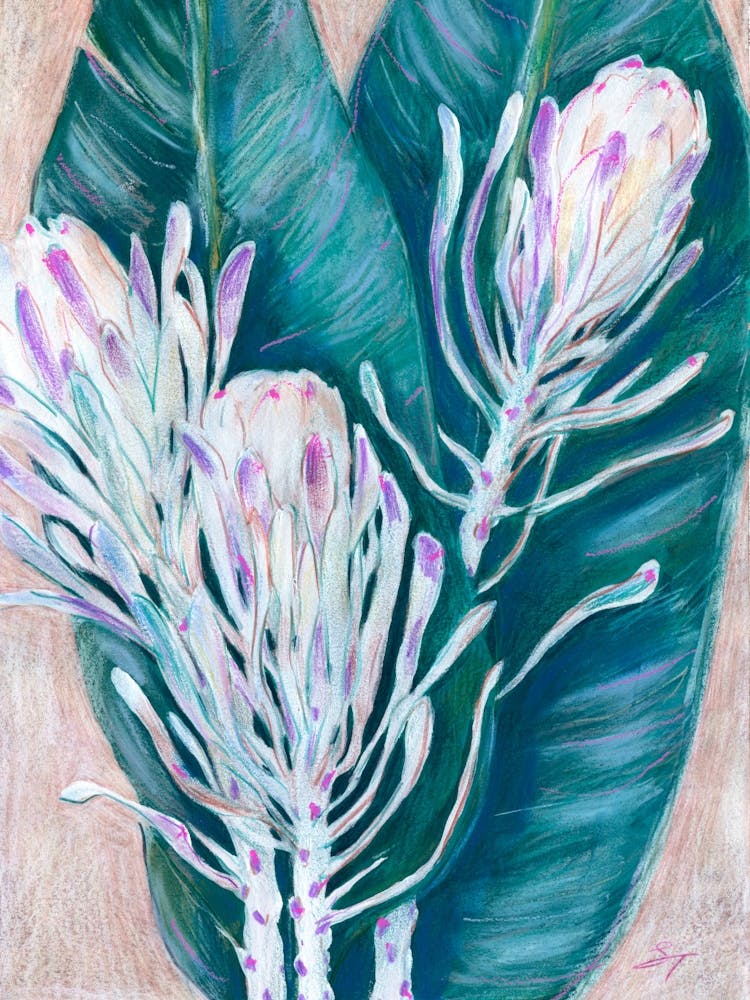 Protea