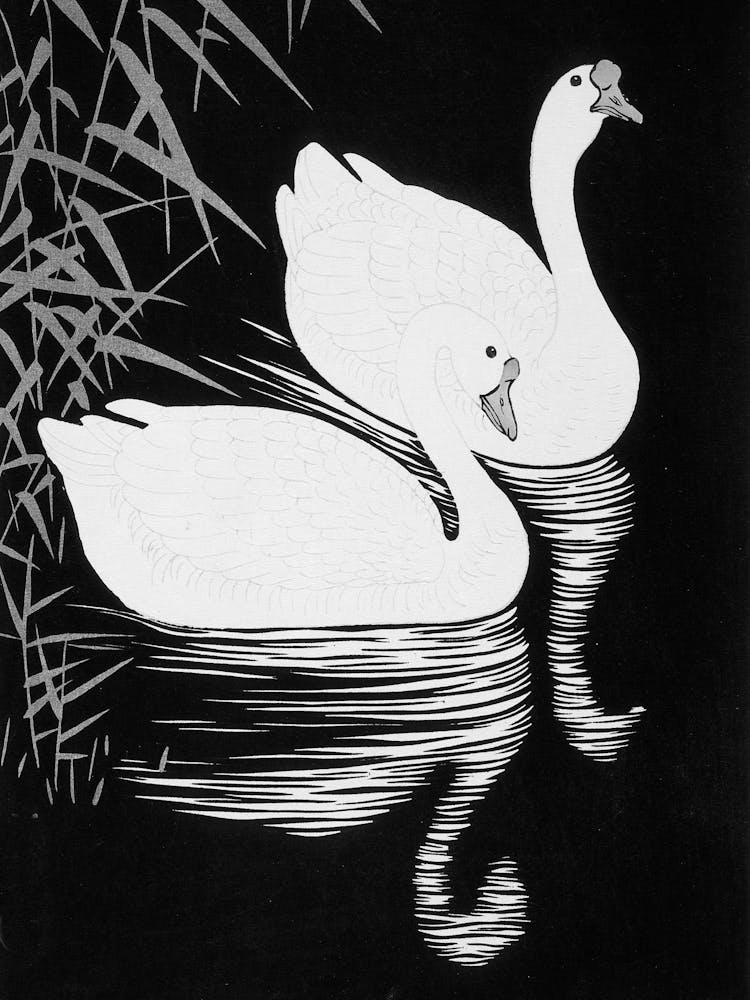 Two Swans