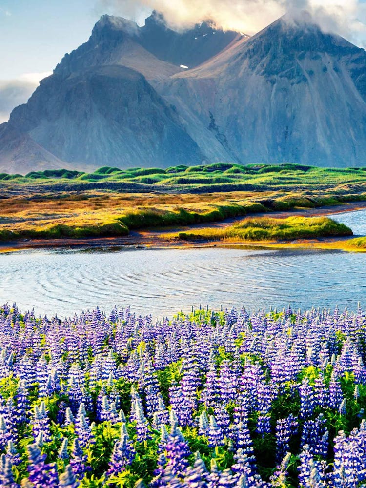 Lupine Field In Iceland 1