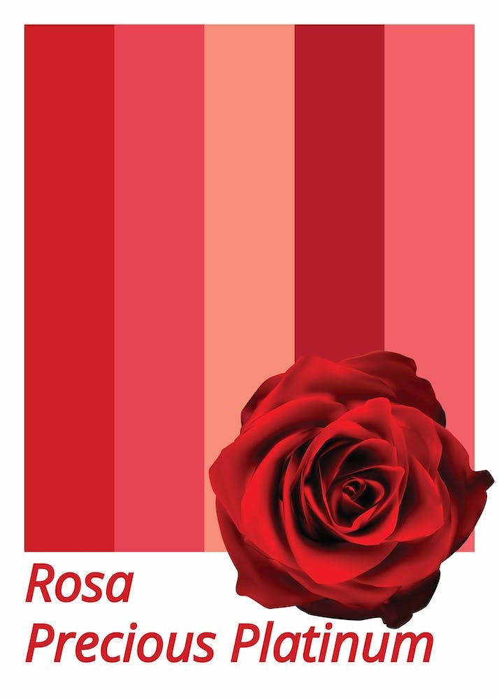 Rose Precious Platinum