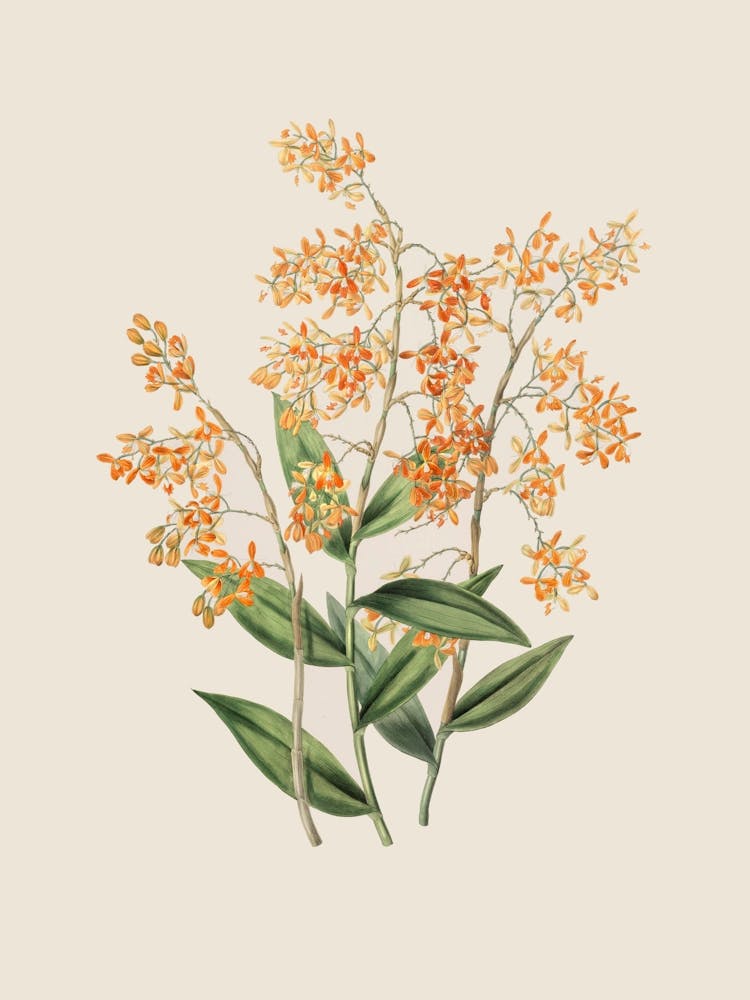 Soft Vintage Botanical