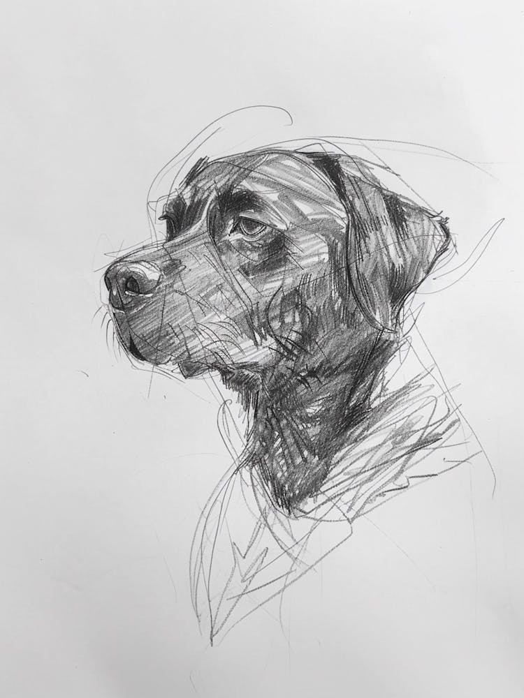 Rottweiler Dog Charcoal Line 1