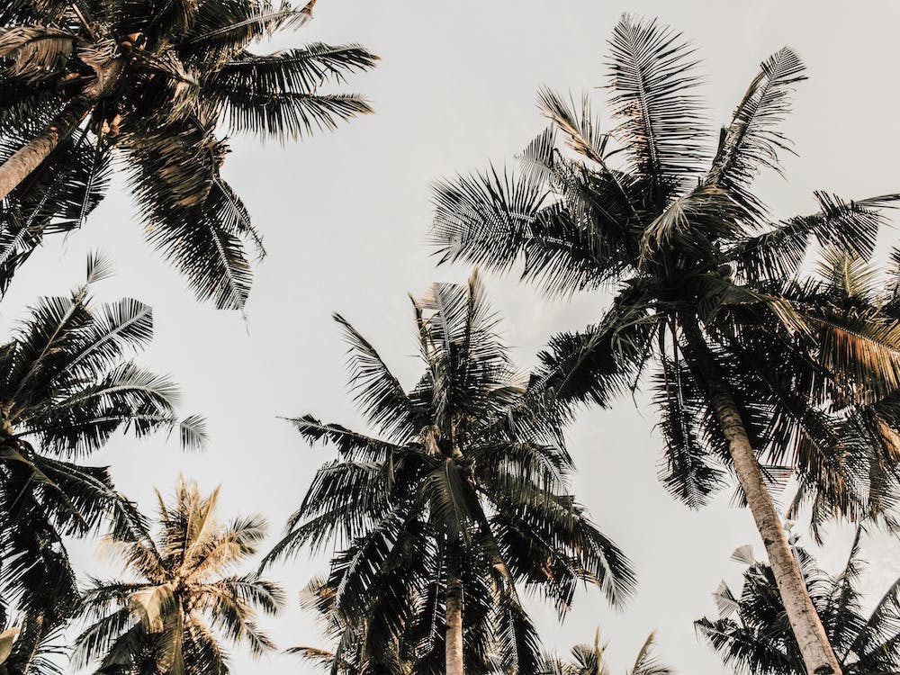 Warm Tropical Palm Trees