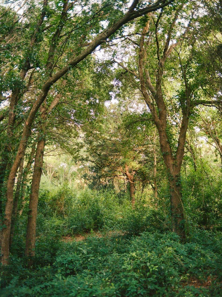 Sullivan S Island II on Film