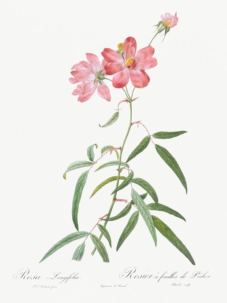 Peach Leafed Rose, Pierre Joseph Redoute