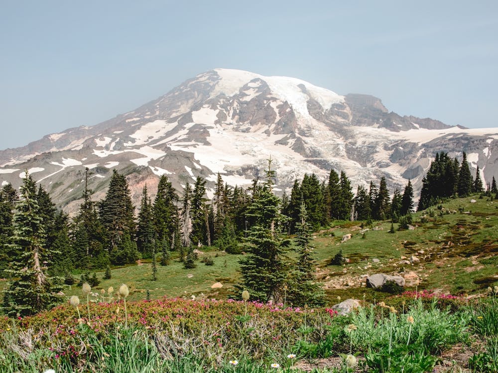 Mont Rainier Fleurs Sauvages - Photographie de Montagne