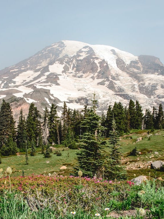 Mount Rainier Wildflowers - Mountain Photography