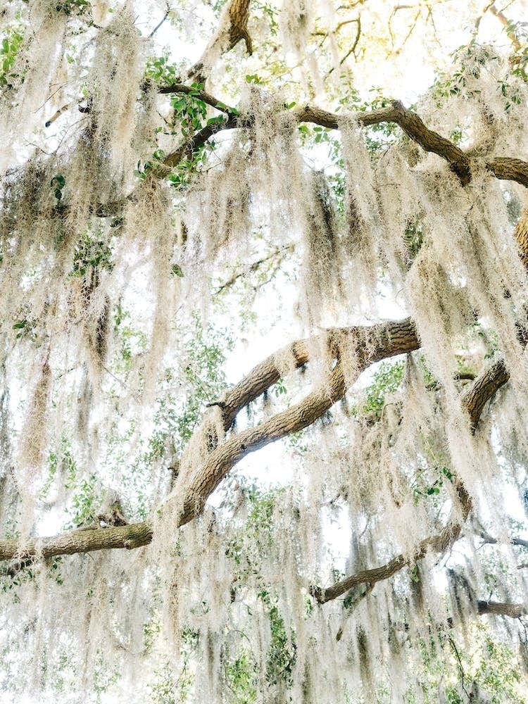 Savannah Spanish Moss XIV