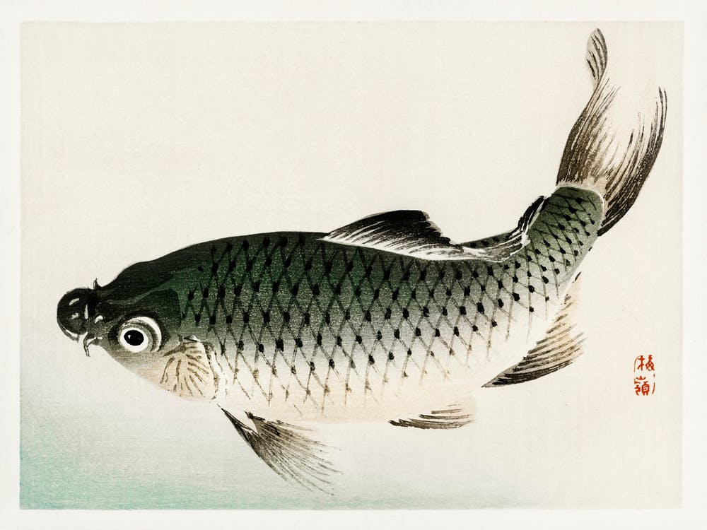 Carp, Kōno Bairei