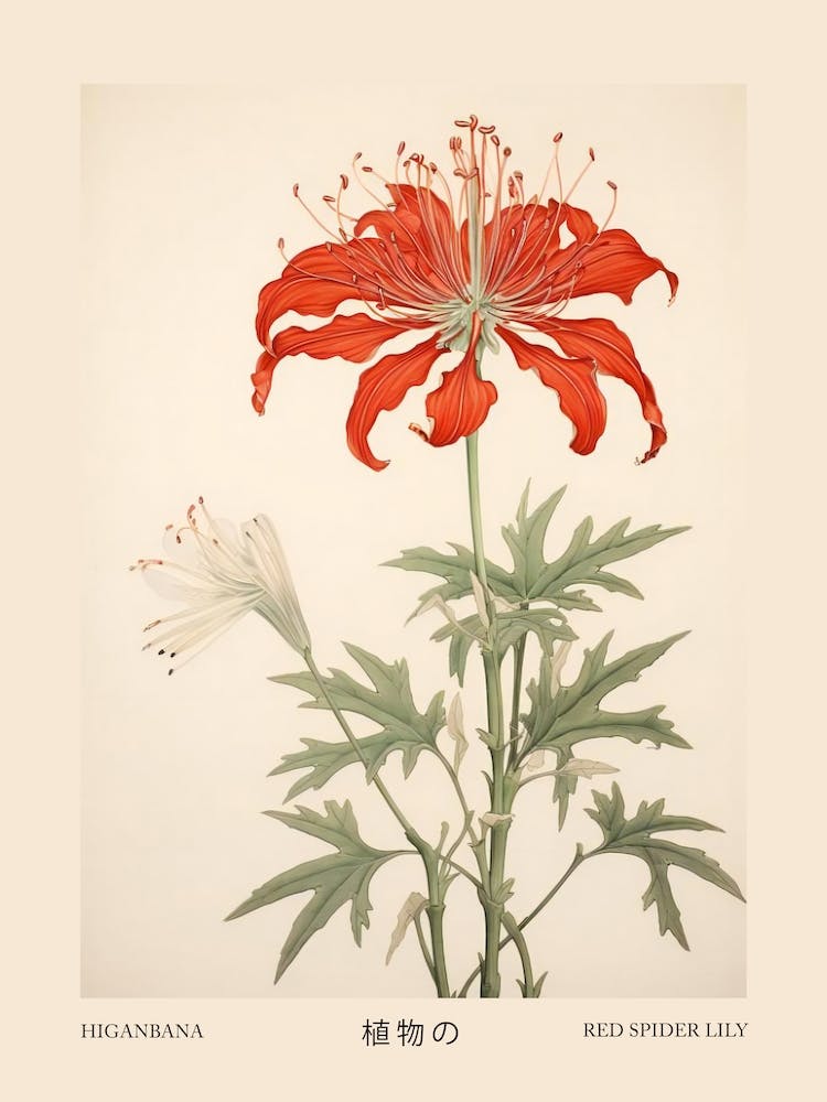 Higanbana Red Spider Lily 1 Vintage Japanisches Botanisches Plakat