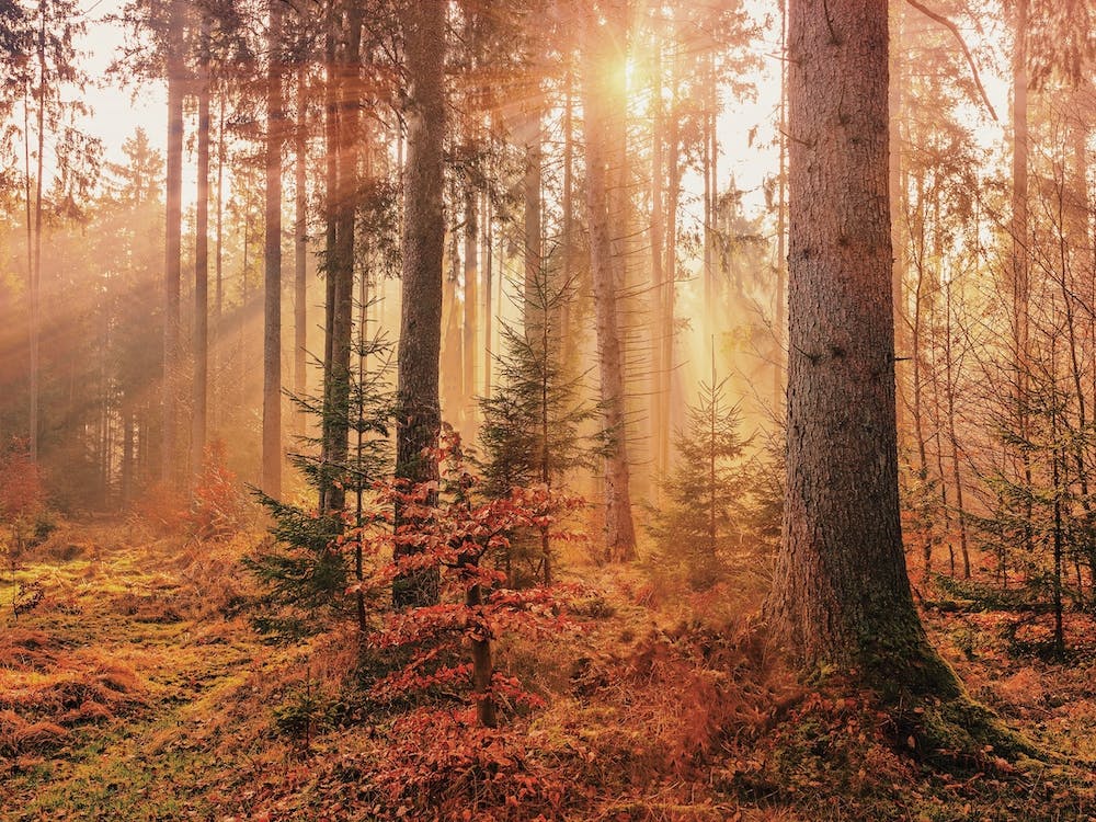 Orange Autumn Forest