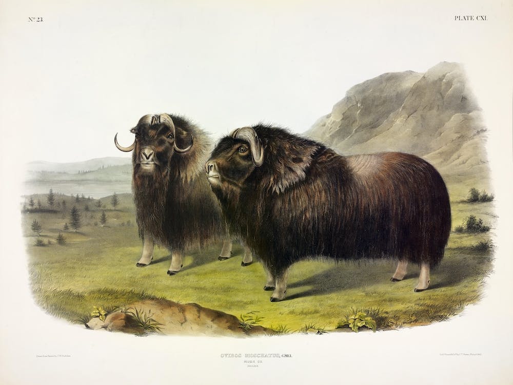 Musk Ox, John James Audubon