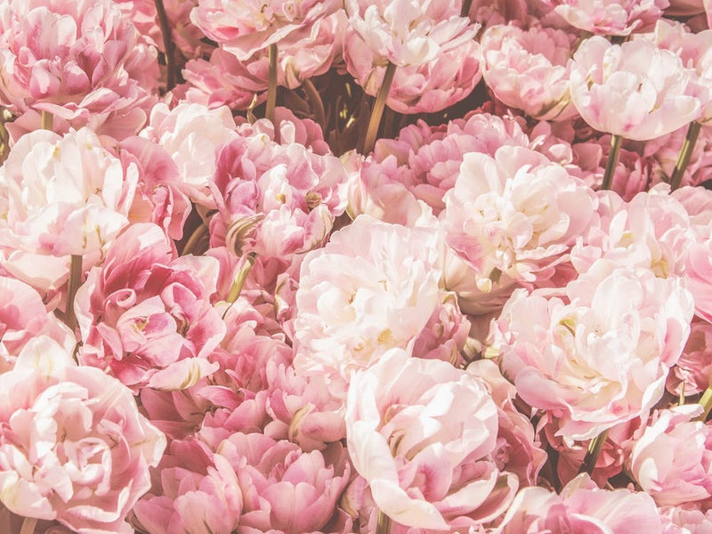 Pink Flower Bush
