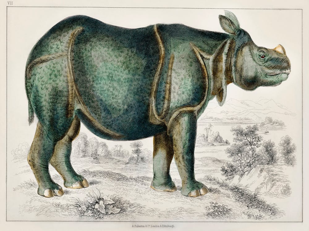 Rhinoceros, Oliver Goldsmith