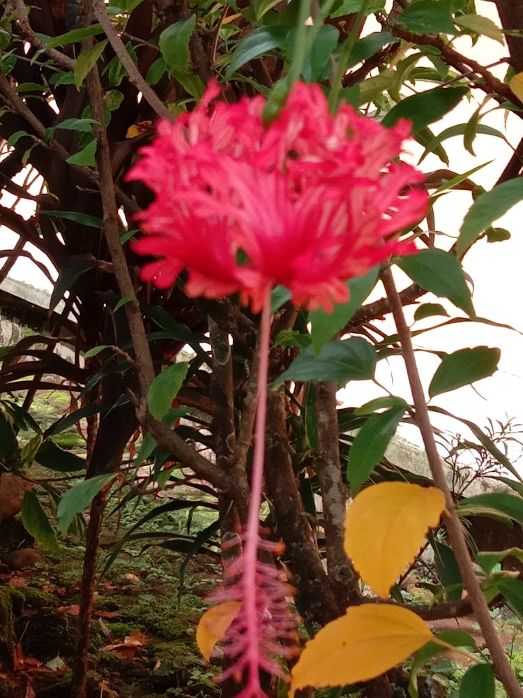 Hibiscus 1