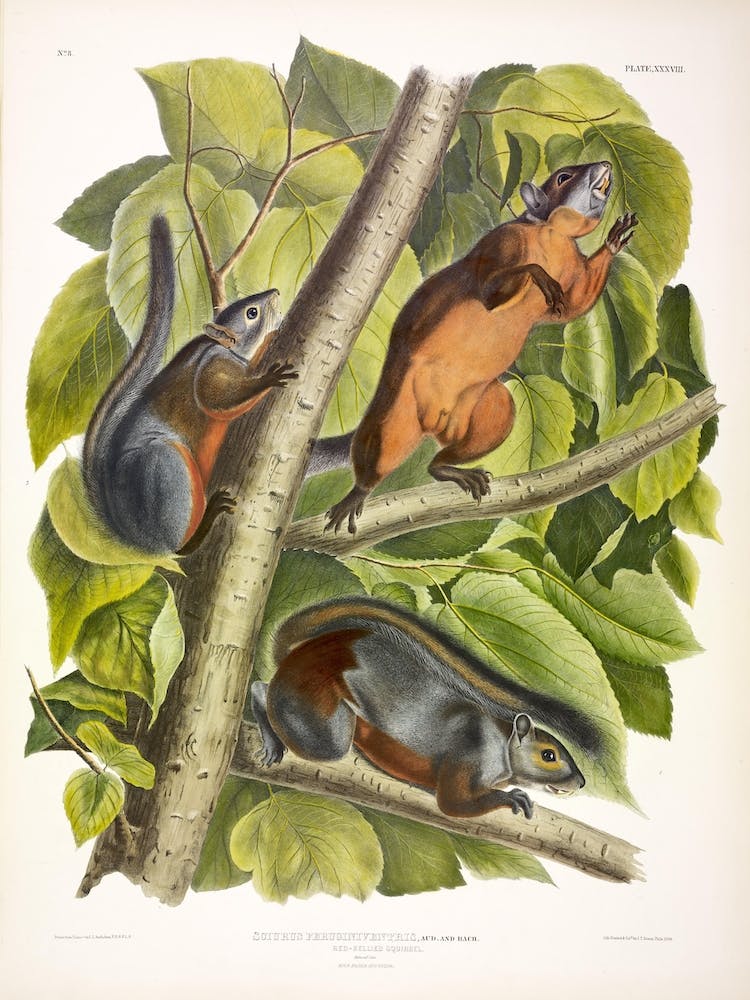 Red Bellied Squirrel, John James Audubon