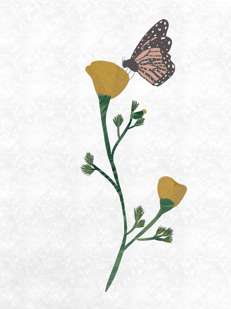 Poppy And Butterfly