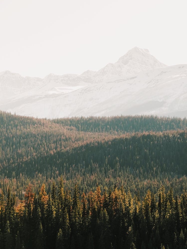 Rolling Forest Hills