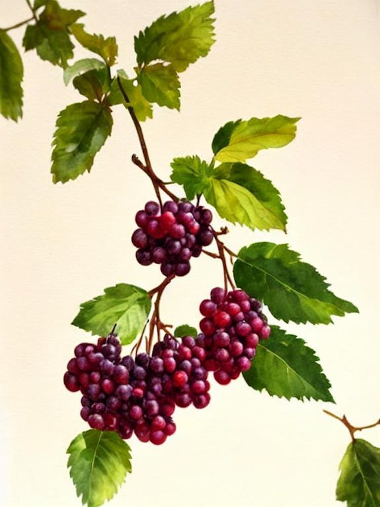 Boysenberry Italian Watercolour fruit
