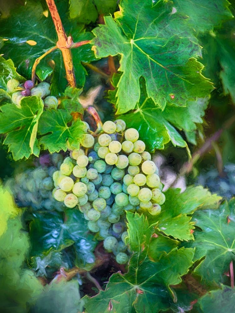 Grapes Of The Vine