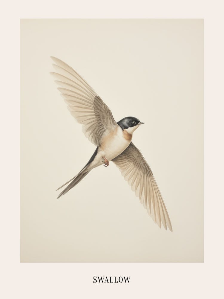 Vintage Bird Drawing Swallow 1 Poster