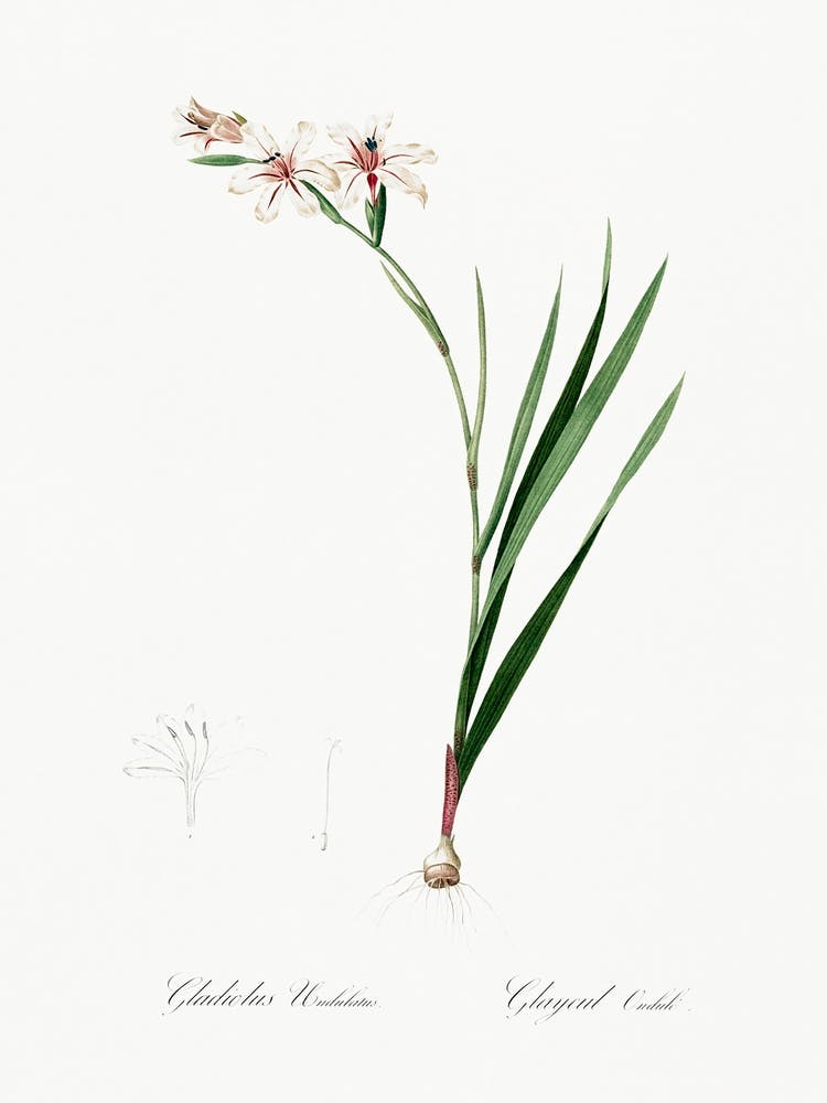 Gladiolus Illustration From Les Liliacées (1805), Pierre Joseph Redoute 1