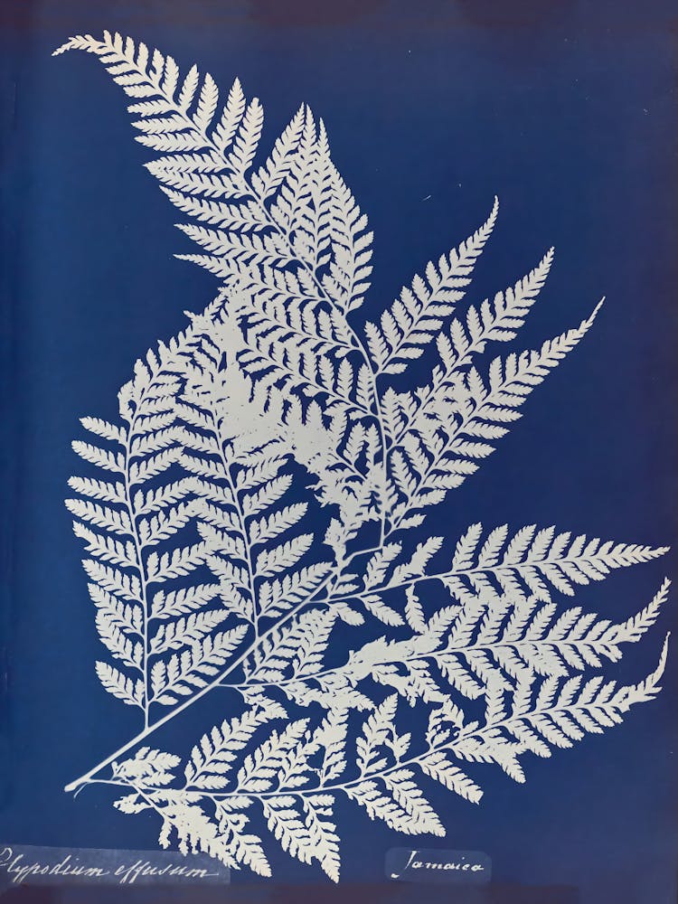 Ferns 4