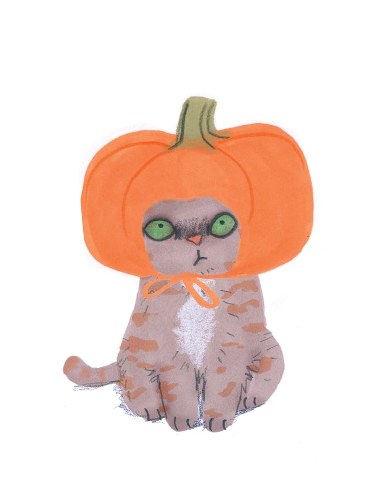 Cat In Pumpkin Hat