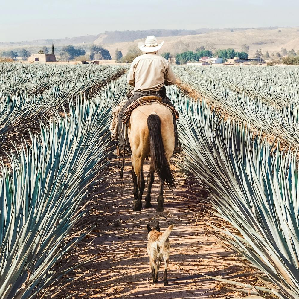 Farmer Checking Agave Fields Square