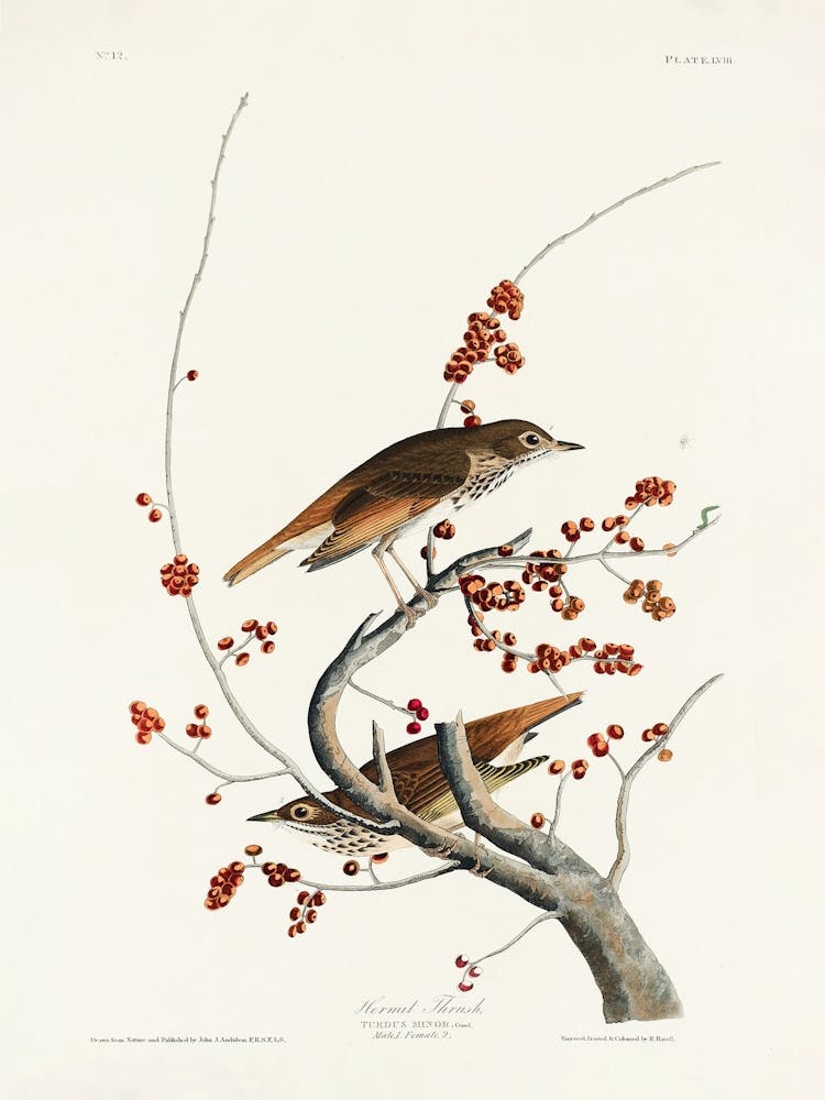 Hermit Thrush, Birds Of America, John James Audubon
