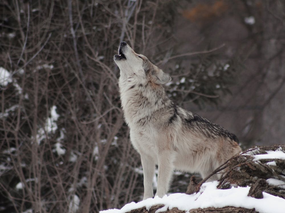 Howling Wolf View