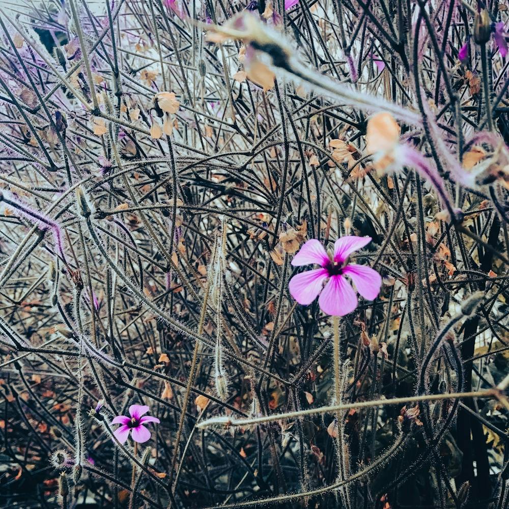 In The Garden Purple Flowers
