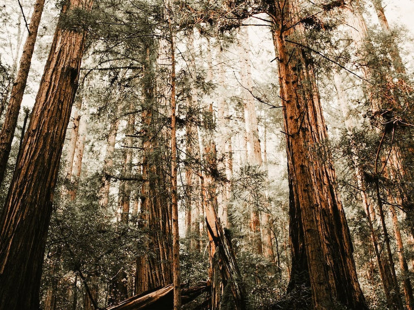Redwood Tree Forest
