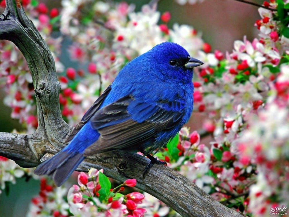 The blue bird