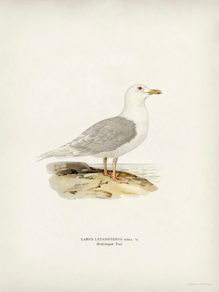 Larus Leucopterus, The Von Wright Brothers
